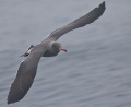 Heermann's Gull