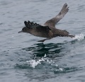 Sooty Shearwater