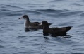 Pink-footed & Flesh-footed Shearwaters