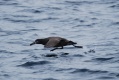 Black-footed Albatross