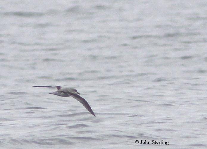 Cook's Petrel