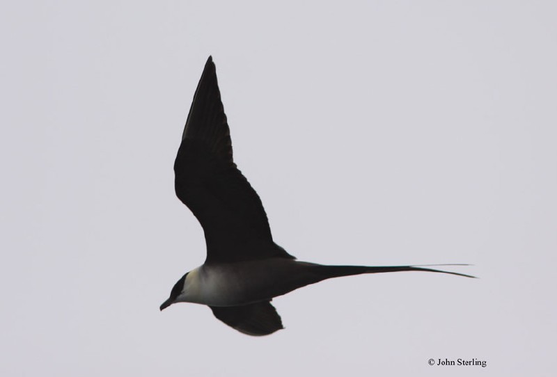 Long-tailed Jaeger