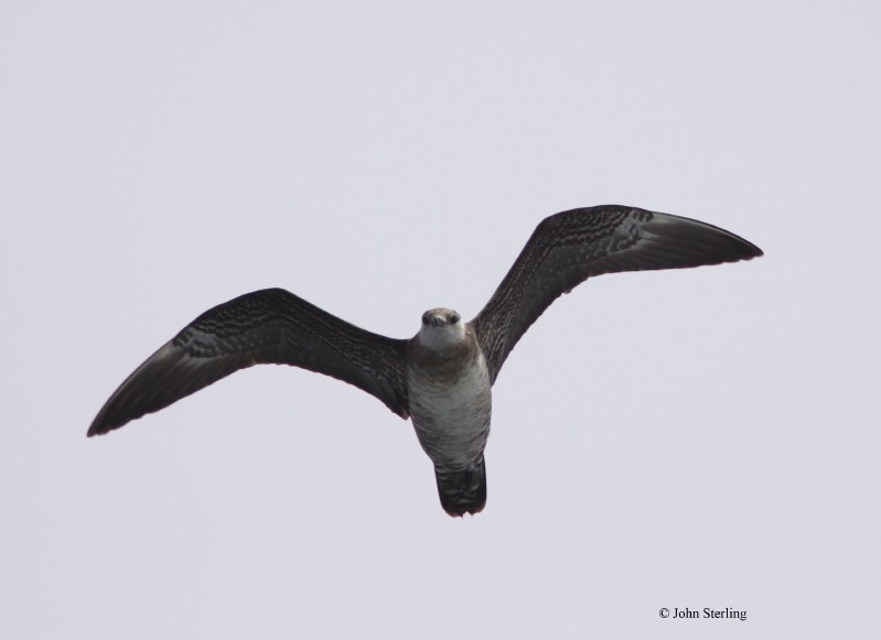 Long-tailed Jaeger