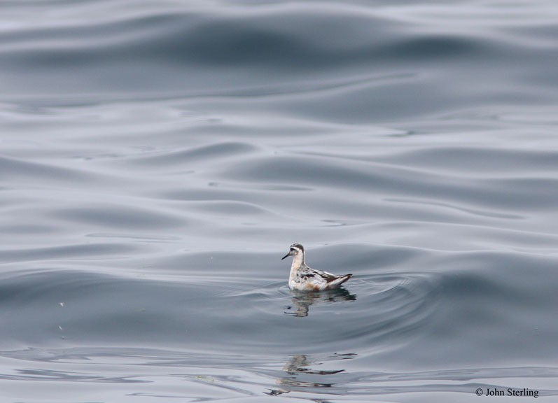 Red Phalarope