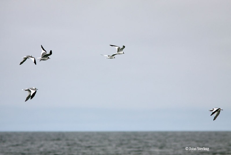 Sabine's Gulls