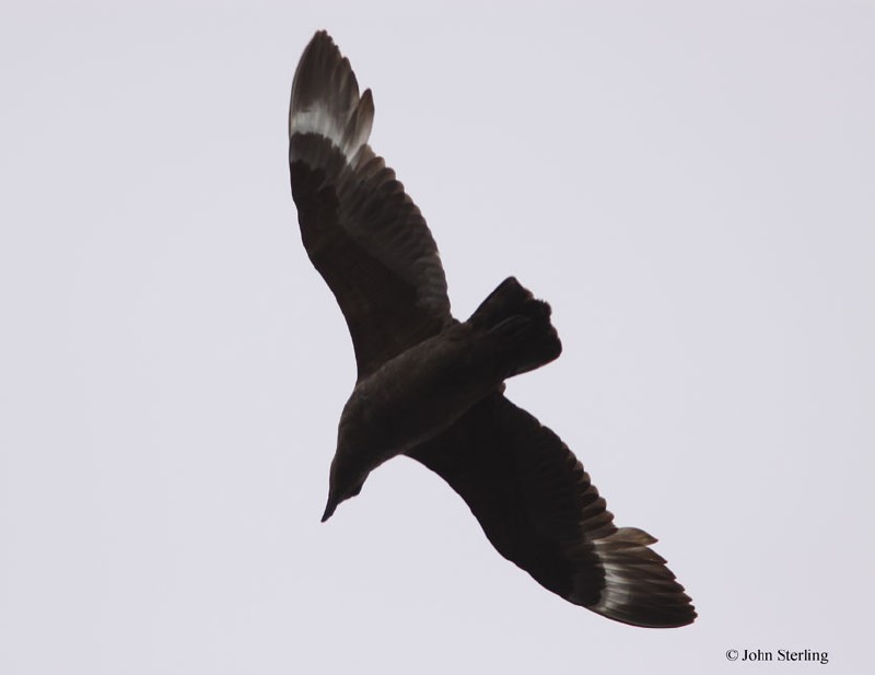 South Polar Skua