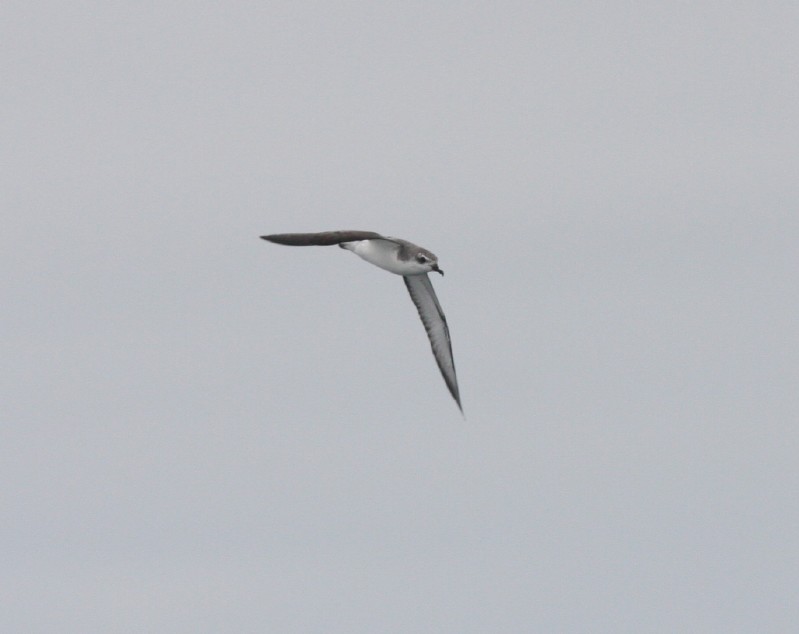 Cook's Petrel