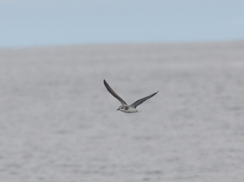 Cook's Petrel