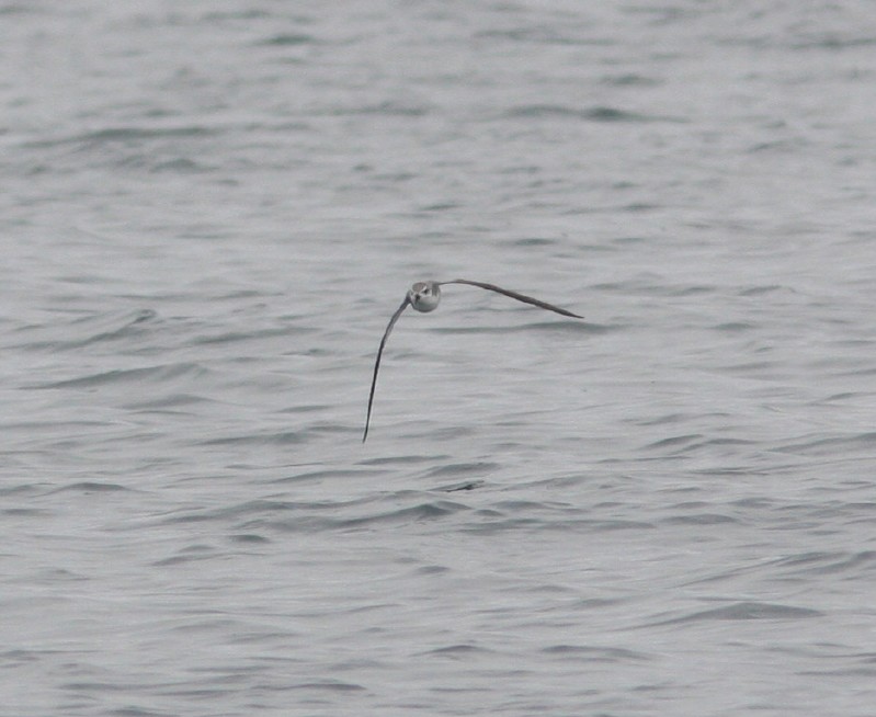 Cook's Petrel