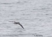 Cook's Petrel