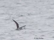 Cook's Petrel