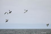 Sabine's Gulls