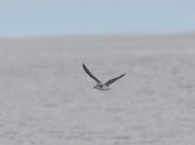 Cook's Petrel