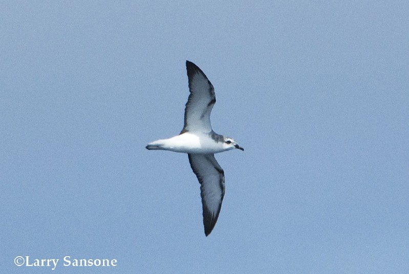 Cook's Petrel