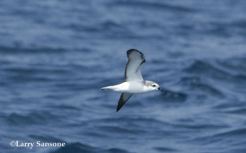 Cook's Petrel