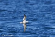 Cook's Petrel