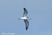 Cook's Petrel