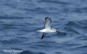 Cook's Petrel