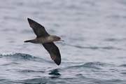 Pink-footed Shearwater &copy; Tom Johnson 2011