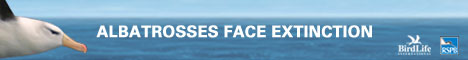 Save The Albatross