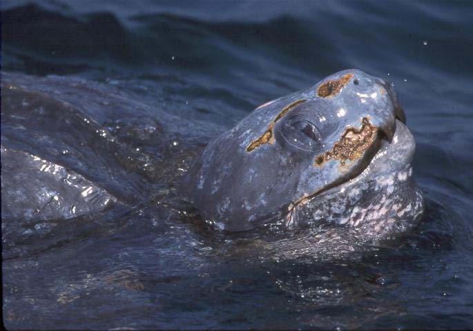 Leatherback Turtle copyright John Sorenson 2000