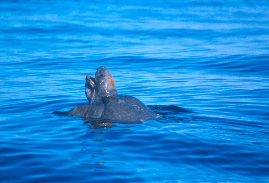 Leatherback Turtle copyright Al Jaramillo 2000