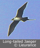 Long-tailed Jaeger video grab copyright Leslie Lieurance