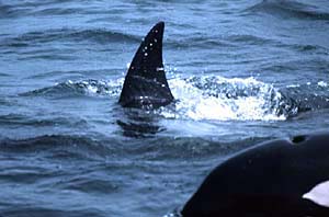 Orca, copyright Debi Shearwater 2002