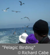 Pelagic Birding photo copyright 2002 Richard Cabe