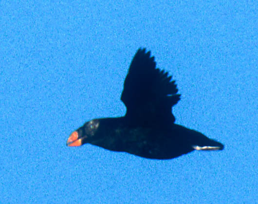 Tufted Puffin copyright Ron Saldino