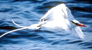 Red-billed Tropicbird copyright Tristan McKee