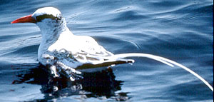 Red-billed Tropicbird copyright Tristan McKee