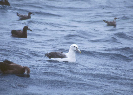 Shy Albatross copyright Debi Shearwater