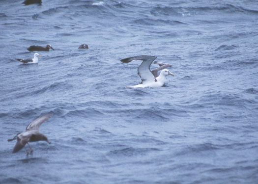 Shy Albatross copyright Debi Shearwater