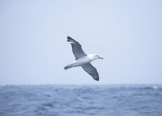 Shy Albatross copyright Debi Shearwater