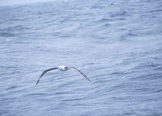 Shy Albatross copyright Debi Shearwater