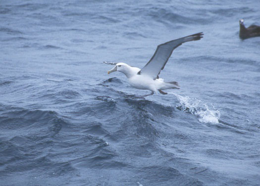 Shy Albatross copyright Debi Shearwater