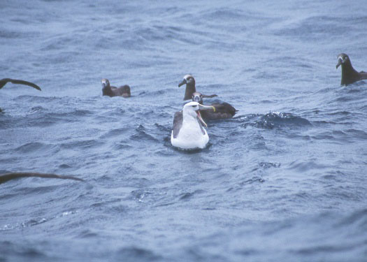 SHEARWATER JOURNEYS Shy ALBATROSS