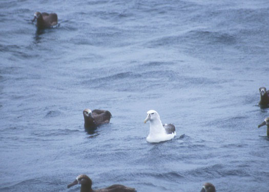 SHEARWATER JOURNEYS Shy ALBATROSS