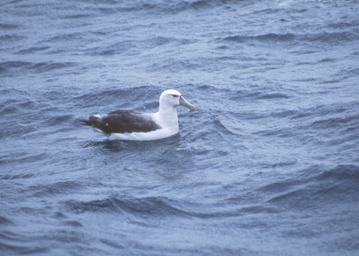 Shy Albatross copyright Debi Shearwater