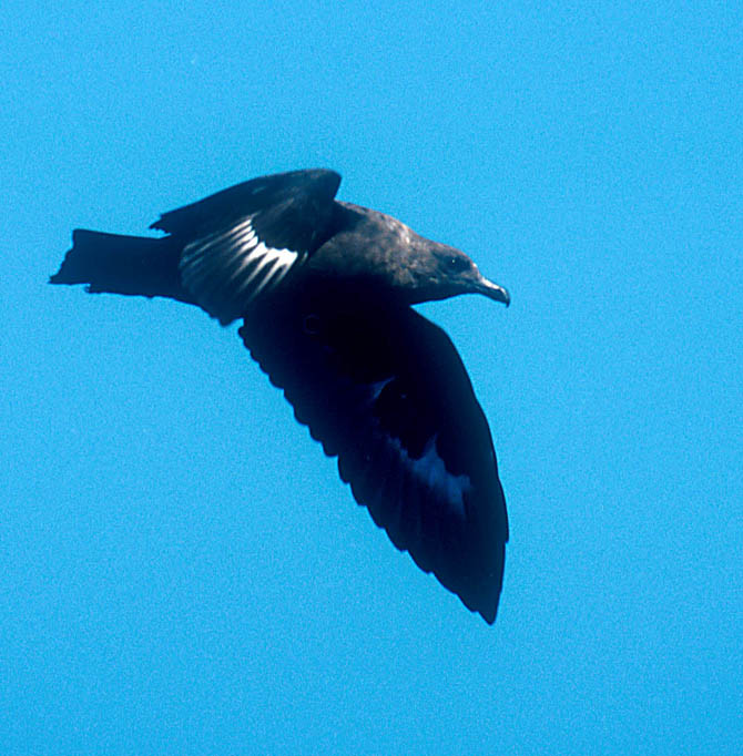 South Polar Skua copyright Ron Saldino