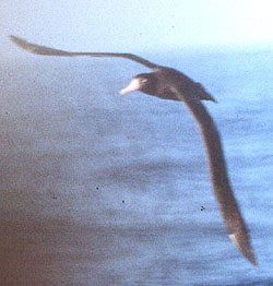 Short-tailed Albatross copyright Tristan McKee