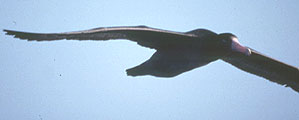 Short-tailed Albatross copyright Tristan McKee