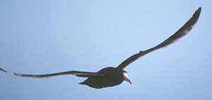 Short-tailed Albatross copyright Tristan McKee