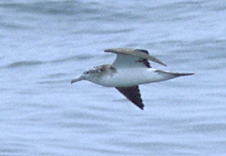 Streaked Shearwater copyright Brian Sullivan 2002