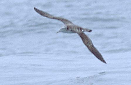 Streaked Shearwater in flight copyright Brian Sullivan 2002