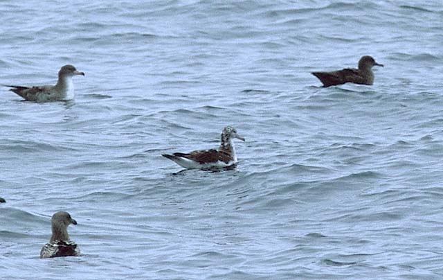 Streaked Shearwater on water by Brian Sullivan 2002