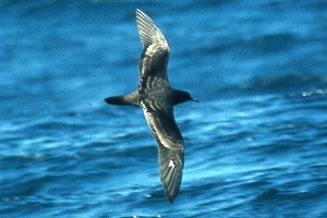 Wedge-tailed Shearwater copyright Richard Ternullo