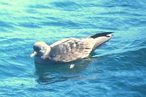 Wedge-tailed Shearwater copyright Richard Ternullo