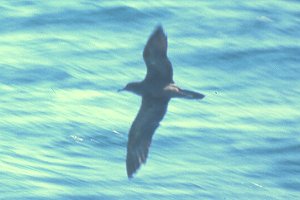 Wedge-tailed Shearwater copyright Al DeMartini